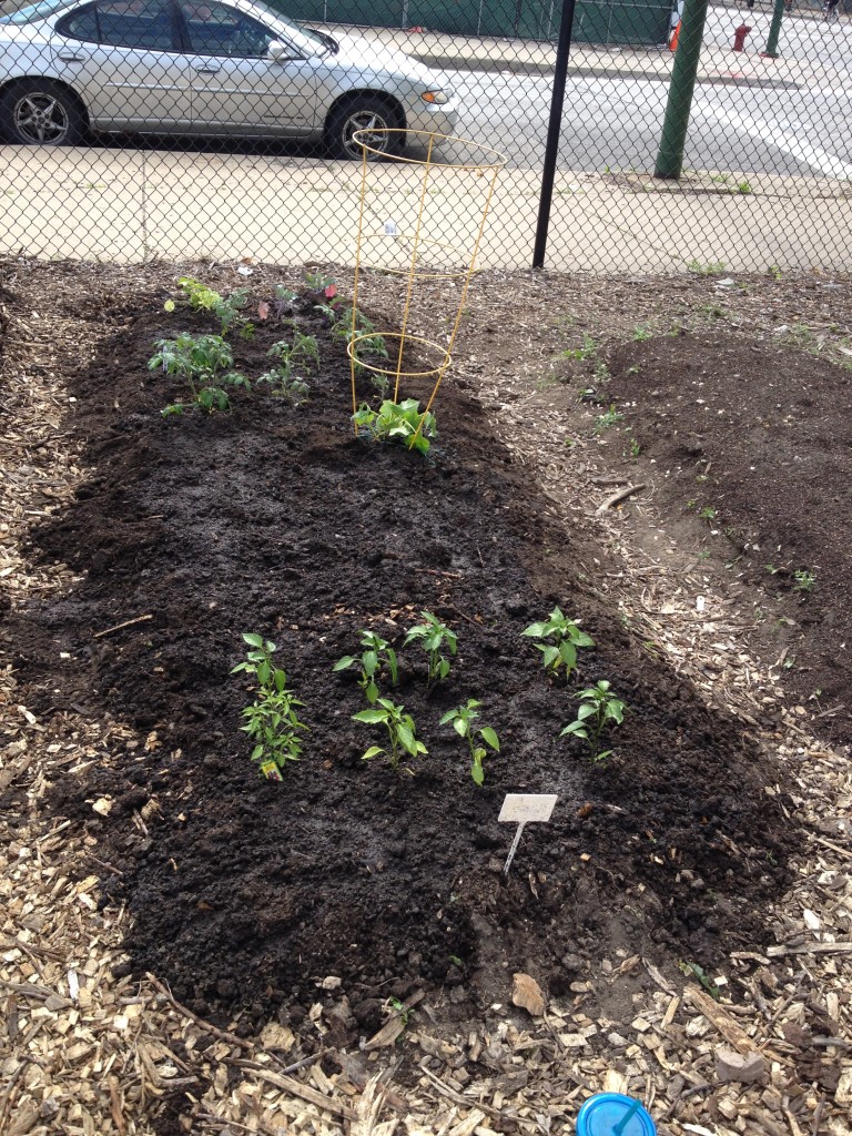 May Planted Garden