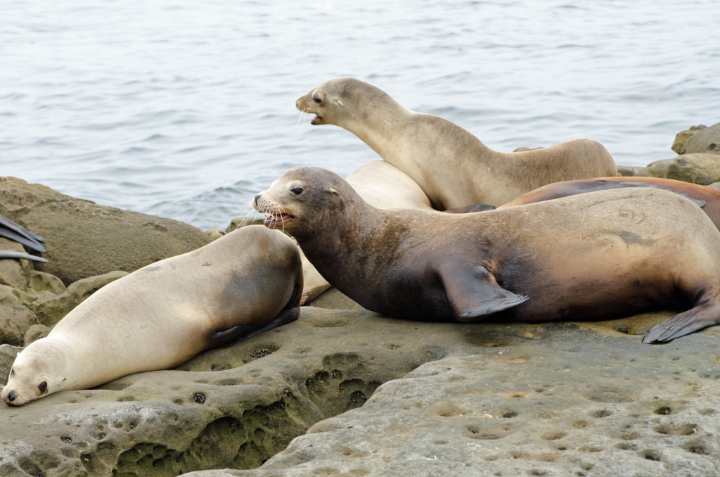 Seals San Diego