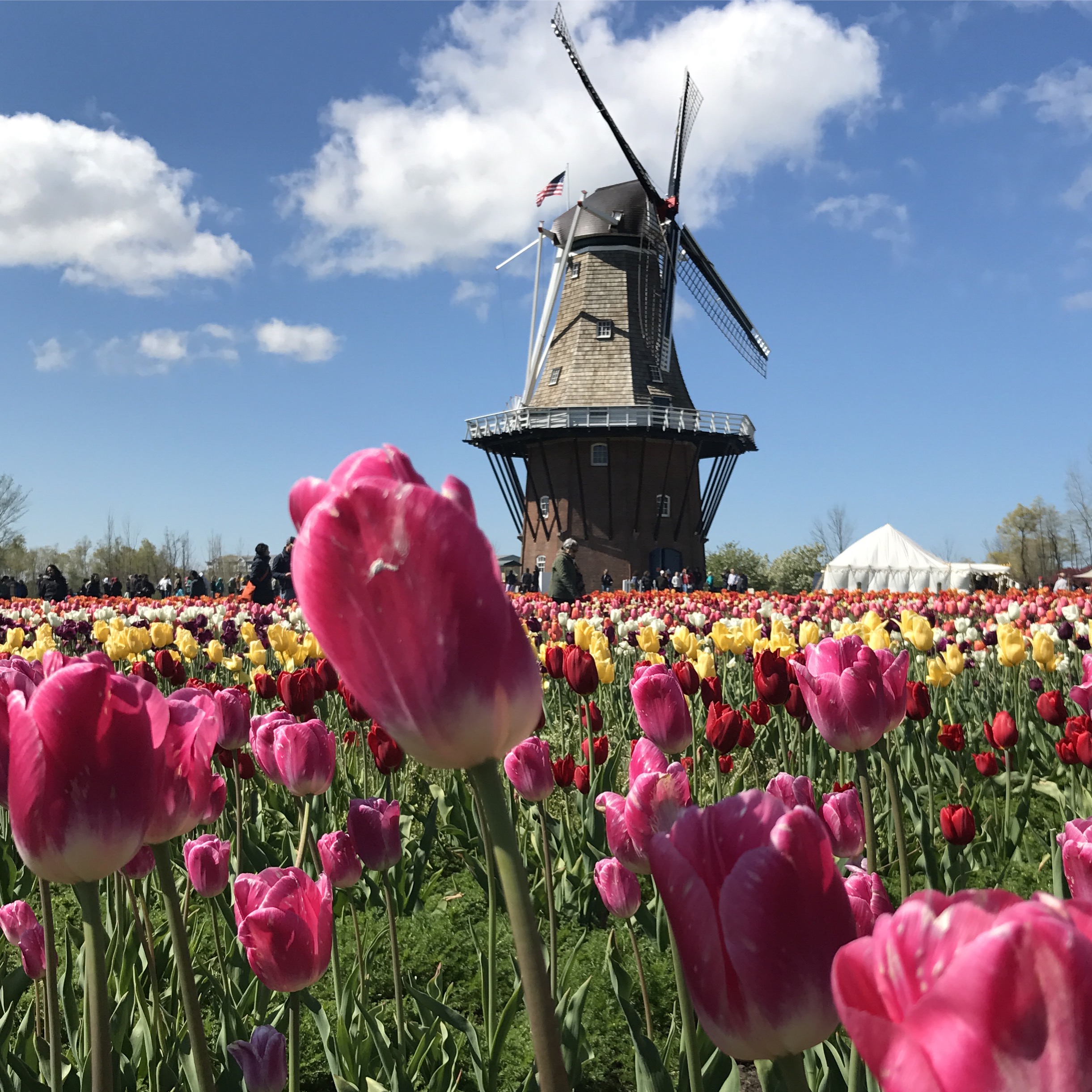 Michigan Tulip Fetival